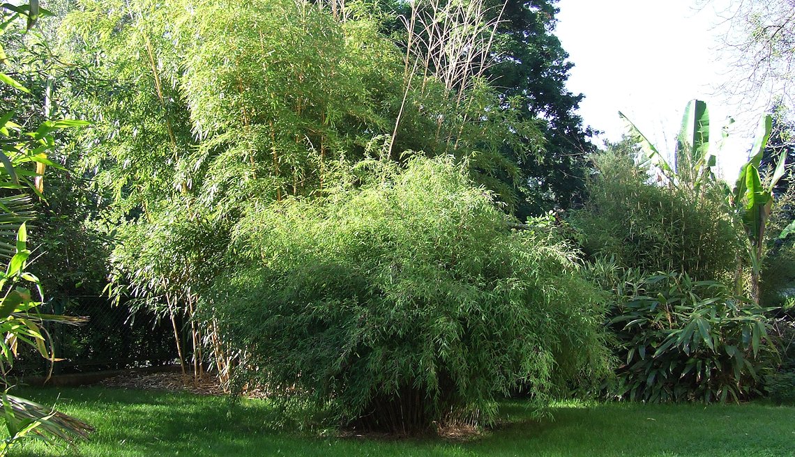 mrozoodporne bambusy w Polsce
