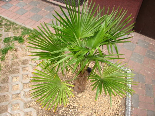 Własna palma w ogrodzie