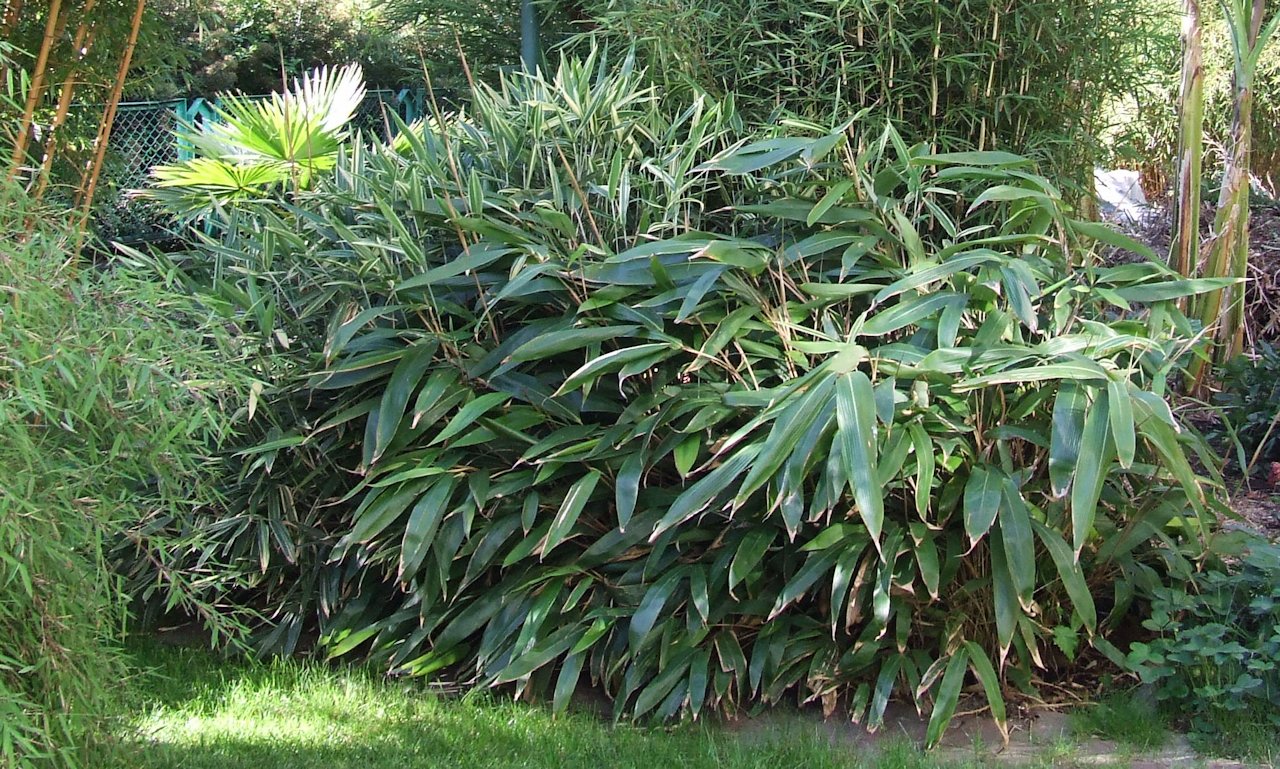 mrozoodporny bambus Indocalamus tessellatus